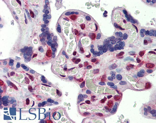 FUBP3 Antibody - Anti-FUBP3 / FBP3 antibody IHC of human placenta. Immunohistochemistry of formalin-fixed, paraffin-embedded tissue after heat-induced antigen retrieval. Antibody concentration 5 ug/ml.  This image was taken for the unconjugated form of this product. Other forms have not been tested.