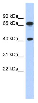 FUBP3 Antibody - Western analysis of THP-1 cell lysate.  This image was taken for the unconjugated form of this product. Other forms have not been tested.