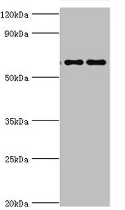 FUBP3 Antibody - Western blot All lanes: Far upstream element-binding protein 3 antibody at 2µg/ml Lane 1: Hela whole cell lysate Lane 2: HepG2 whole cell lysate Secondary Goat polyclonal to rabbit IgG at 1/10000 dilution Predicted band size: 62, 29 kDa Observed band size: 62 kDa