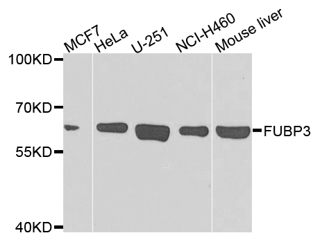 FUBP3 Antibody - Western blot analysis of extracts of various cells.