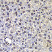 FUBP3 Antibody - Immunohistochemistry of paraffin-embedded mouse liver tissue.