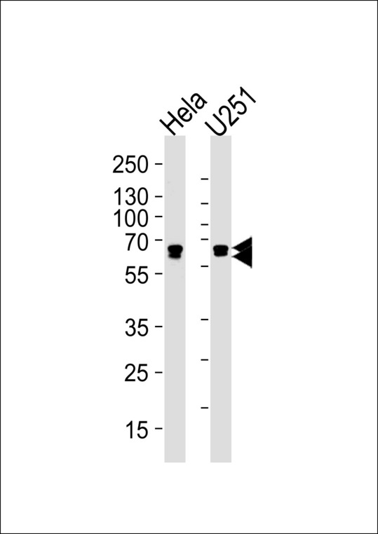 FUBP3 Antibody - FUBP3 Antibody western blot of HeLa, U251 cell line lysates (35 ug/lane). The FUBP3 antibody detected the FUBP3 protein (arrow).