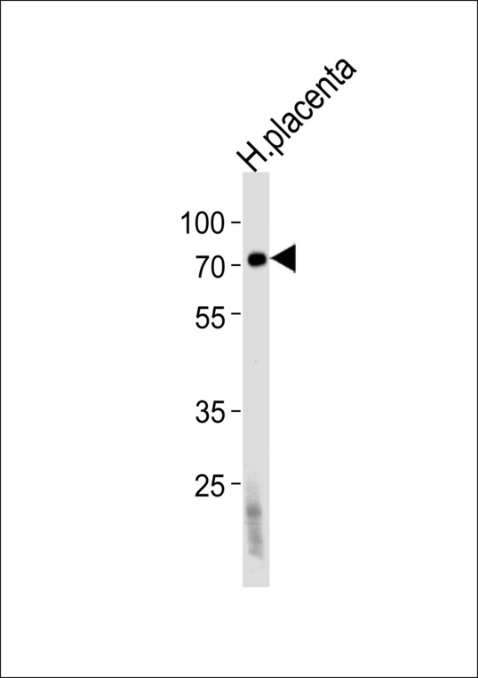 FUCA2 Antibody - Western blot of lysate from human placenta tissue lysate, using FUCA2 Antibody. Antibody was diluted at 1:1000 at each lane. A goat anti-rabbit IgG H&L (HRP) at 1:5000 dilution was used as the secondary antibody. Lysate at 35ug per lane.