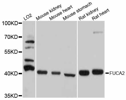 FUCA2 Antibody - Western blot analysis of extracts of various cell lines, using FUCA2 antibody at 1:1000 dilution. The secondary antibody used was an HRP Goat Anti-Rabbit IgG (H+L) at 1:10000 dilution. Lysates were loaded 25ug per lane and 3% nonfat dry milk in TBST was used for blocking. An ECL Kit was used for detection and the exposure time was 5s.