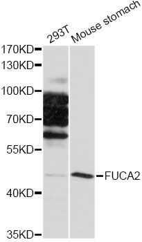 FUCA2 Antibody - Western blot analysis of extracts of various cell lines, using FUCA2 antibody at 1:1000 dilution. The secondary antibody used was an HRP Goat Anti-Rabbit IgG (H+L) at 1:10000 dilution. Lysates were loaded 25ug per lane and 3% nonfat dry milk in TBST was used for blocking. An ECL Kit was used for detection and the exposure time was 15s.