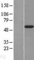 FUCA2 Protein - Western validation with an anti-DDK antibody * L: Control HEK293 lysate R: Over-expression lysate