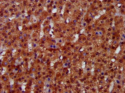 FUK Antibody - Immunohistochemistry image at a dilution of 1:300 and staining in paraffin-embedded human adrenal gland tissue performed on a Leica BondTM system. After dewaxing and hydration, antigen retrieval was mediated by high pressure in a citrate buffer (pH 6.0) . Section was blocked with 10% normal goat serum 30min at RT. Then primary antibody (1% BSA) was incubated at 4 °C overnight. The primary is detected by a biotinylated secondary antibody and visualized using an HRP conjugated SP system.