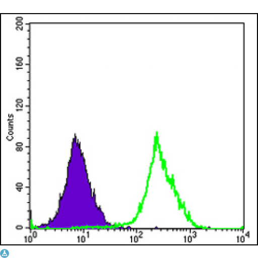 FUK Antibody - Flow cytometric (FCM) analysis of HeLa cells using Fucokinase Monoclonal Antibody (green) and negative control (purple).