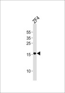 FUNDC1 Antibody - Western blot of lysate from ZF4 cell line, using DANRE fundc1 antibody diluted at 1:1000. A goat anti-rabbit IgG H&L (HRP) at 1:10000 dilution was used as the secondary antibody. Lysate at 20 ug.