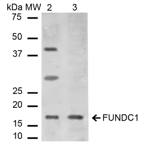 FUNDC1 Antibody - Western blot analysis of Mouse, Rat Liver cell lysates showing detection of ~17.2 kDa FUNDC1 protein using Rabbit Anti-FUNDC1 Polyclonal Antibody. Lane 1: Molecular Weight Ladder (MW). Lane 2: Mouse Liver cell lysates. Lane 3: Rat Liver cell lysates. Load: 15 µg. Block: 5% Skim Milk in 1X TBST. Primary Antibody: Rabbit Anti-FUNDC1 Polyclonal Antibody  at 1:1000 for 2 hours at RT. Secondary Antibody: Goat Anti-Rabbit IgG: HRP at 1:2000 for 60 min at RT. Color Development: ECL solution for 6 min in RT. Predicted/Observed Size: ~17.2 kDa.