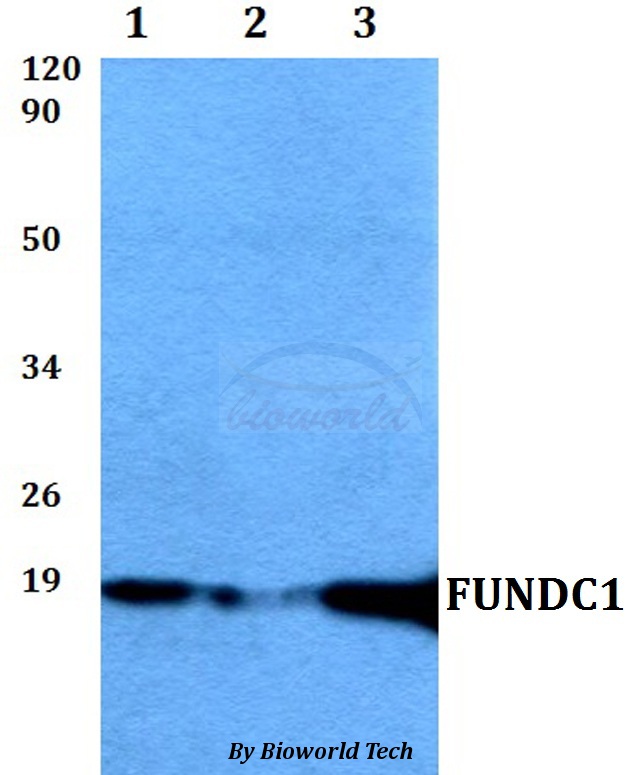 FUNDC1 Antibody - Western blot of FUNDC1 antibody at 1:500 dilution. Lane 1: HEK293T whole cell lysate. Lane 2: sp2/0 whole cell lysate. Lane 3: PC12 whole cell lysate.