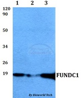 FUNDC1 Antibody - Western blot of FUNDC1 antibody at 1:500 dilution. Lane 1: HEK293T whole cell lysate. Lane 2: sp2/0 whole cell lysate. Lane 3: PC12 whole cell lysate.