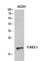 FUNDC1 Antibody - Western Blot analysis of extracts from AD293 cells using FUNDC1 Antibody.