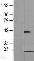 FUNDC1 Protein - Western validation with an anti-DDK antibody * L: Control HEK293 lysate R: Over-expression lysate