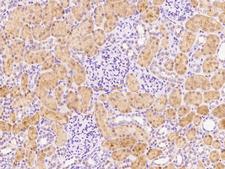 FUOM / C10orf125 Antibody - Immunochemical staining of human C10orf125 in human kidney with rabbit polyclonal antibody at 1:1000 dilution, formalin-fixed paraffin embedded sections.