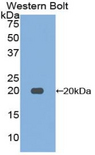 FURIN Antibody - Western blot of recombinant FURIN.  This image was taken for the unconjugated form of this product. Other forms have not been tested.