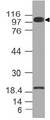 FURIN Antibody - Fig-1: Western blot analysis of Furin. Anti-Furin antibody was used at 2 µg/ml on U87 lysate.