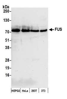 FUS / TLS Antibody - Detection of human and mouse FUS by western blot. Samples: Whole cell lysate (50 µg) from Hep-G2, HeLa, HEK293T, and mouse NIH 3T3 cells prepared using NETN lysis buffer. Antibody: Affinity purified rabbit anti-FUS antibody used for WB at 0.04 µg/ml. Detection: Chemiluminescence with an exposure time of 10 seconds.