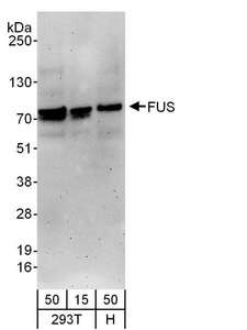FUS / TLS Antibody - Detection of Human FUS by Western Blot. Samples: Whole cell lysate from 293T (15 and 50 ug) and HeLa (H; 50 ug) cells. Antibodies: Affinity purified goat anti-FUS antibody used for WB at 0.1 ug/ml. Detection: Chemiluminescence with an exposure time of 3 minutes.
