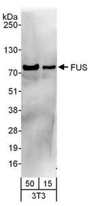 FUS / TLS Antibody - Detection of Mouse FUS by Western Blot. Samples: Whole cell lysate (15 and 50 ug) from NIH3T3 cells. Antibodies: Affinity purified goat anti-FUS antibody used for WB at 1 ug/ml. Detection: Chemiluminescence with an exposure time of 30 seconds.