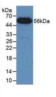 FUS / TLS Antibody - Western Blot; Sample: Recombinant FUS, Mouse.