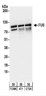 FUS / TLS Antibody - Detection of Mouse FUS by Western Blot. Samples: Whole cell lysate (50 ug) from TCMK-1, 4T1, and CT26.WT cells. Antibodies: Affinity purified rabbit anti-FUS antibody used for WB at 0.1 ug/ml. Detection: Chemiluminescence with an exposure time of 10 seconds.