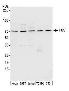 FUS / TLS Antibody - Detection of human and mouse FUS by western blot. Samples: Whole cell lysate (15 µg) from HeLa, HEK293T, Jurkat, mouse TCMK-1, and mouse NIH 3T3 cells prepared using NETN lysis buffer. Antibody: Affinity purified rabbit anti-FUS antibody used for WB at 0.1 µg/ml. Detection: Chemiluminescence with an exposure time of 3 seconds.