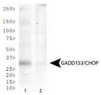 FUS / TLS Antibody - Western Blot: CHOP/GADD153 Antibody (9C8) - Western blot of GADD153/CHOP expression in HeLa cells treated with 2.5 ug/ml tunicamycin for 4 hours (Lane 1) and untreated (Lane 2).