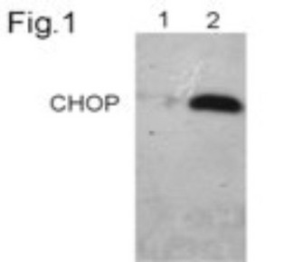 FUS / TLS Antibody - Western Blot: CHOP/GADD153 Antibody (9C8) - Figure 1 shows a Western blot of endogenous CHOP/GADD153 from primary human fibroblasts.