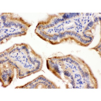 FUT1 / HSC Antibody - FUT1 antibody IHC-paraffin. IHC(P): Mouse Intestine Tissue.
