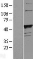 FUT1 / HSC Protein - Western validation with an anti-DDK antibody * L: Control HEK293 lysate R: Over-expression lysate