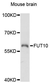 FUT10 Antibody - Western blot analysis of extracts of mouse brain, using FUT10 antibody at 1:3000 dilution. The secondary antibody used was an HRP Goat Anti-Rabbit IgG (H+L) at 1:10000 dilution. Lysates were loaded 25ug per lane and 3% nonfat dry milk in TBST was used for blocking. An ECL Kit was used for detection and the exposure time was 5s.