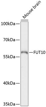 FUT10 Antibody - Western blot analysis of extracts of mouse brain using FUT10 Polyclonal Antibody at dilution of 1:3000.
