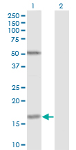 FUT2 / SE Antibody - Western Blot analysis of FUT2 expression in transfected 293T cell line by FUT2 monoclonal antibody (M02), clone 4C12.Lane 1: FUT2 transfected lysate(17.5 KDa).Lane 2: Non-transfected lysate.