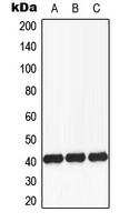 FUT3 Antibody - Western blot analysis of CD174 expression in MCF7 (A); Raw264.7 (B); PC12 (C) whole cell lysates.