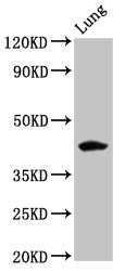 FUT3 Antibody - Positive Western Blot detected in Rat lung tissue. All lanes: FUT3 antibody at 5.3 µg/ml Secondary Goat polyclonal to rabbit IgG at 1/50000 dilution. Predicted band size: 43 KDa. Observed band size: 43 KDa