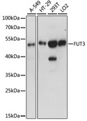 FUT3 Antibody - Western blot analysis of extracts of various cell lines, using FUT3 antibody at 1:1000 dilution. The secondary antibody used was an HRP Goat Anti-Rabbit IgG (H+L) at 1:10000 dilution. Lysates were loaded 25ug per lane and 3% nonfat dry milk in TBST was used for blocking. An ECL Kit was used for detection and the exposure time was 90s.