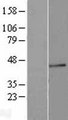 FUT3 Protein - Western validation with an anti-DDK antibody * L: Control HEK293 lysate R: Over-expression lysate