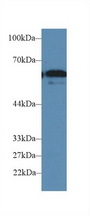 FUT4 / CD15 Antibody - Western Blot; Sample: Human HepG2 cell lysate; Primary Ab: 2µg/ml Rabbit Anti-Mouse FUT4 Antibody Second Ab: 0.2µg/mL HRP-Linked Caprine Anti-Rabbit IgG Polyclonal Antibody