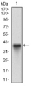 FUT4 / CD15 Antibody - Western blot using FUT4 monoclonal antibody against human FUT4 recombinant protein. (Expected MW is 37 kDa)