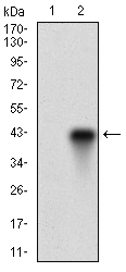 FUT4 / CD15 Antibody - Western blot using FUT4 monoclonal antibody against HEK293 (1) and FUT4 (AA: 199-302)-hIgGFc transfected HEK293 (2) cell lysate.