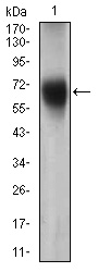 FUT4 / CD15 Antibody - Western blot using FUT4 mouse monoclonal antibody against Jurkat cell lysate.