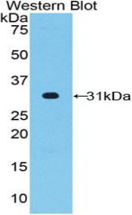 FUT4 / CD15 Antibody - Western blot of recombinant FUT4.  This image was taken for the unconjugated form of this product. Other forms have not been tested.