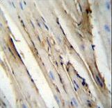 FUT4 / CD15 Antibody - FUT4 Antibody immunohistochemistry of formalin-fixed and paraffin-embedded mouse heart tissue followed by peroxidase-conjugated secondary antibody and DAB staining.