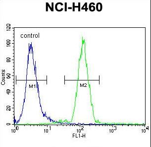 FUT4 / CD15 Antibody - FUT4 Antibody flow cytometry of NCI-H460 cells (right histogram) compared to a negative control cell (left histogram). FITC-conjugated goat-anti-rabbit secondary antibodies were used for the analysis.