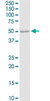 FUT4 / CD15 Antibody - FUT4 monoclonal antibody (M01), clone 8B2. Western Blot analysis of FUT4 expression in PC-12.