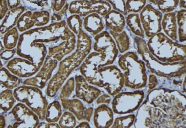 FUT4 / CD15 Antibody - 1:100 staining rat kidney tissue by IHC-P. The sample was formaldehyde fixed and a heat mediated antigen retrieval step in citrate buffer was performed. The sample was then blocked and incubated with the antibody for 1.5 hours at 22°C. An HRP conjugated goat anti-rabbit antibody was used as the secondary.