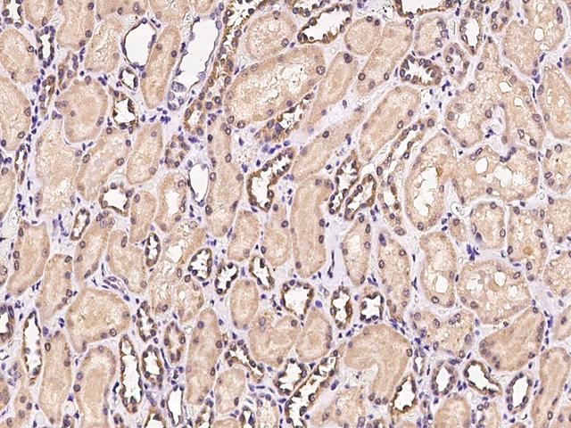 FUT4 / CD15 Antibody - Immunochemical staining of human FUT4 in human kidney with rabbit polyclonal antibody at 1:100 dilution, formalin-fixed paraffin embedded sections.