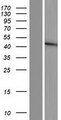 FUT5 Protein - Western validation with an anti-DDK antibody * L: Control HEK293 lysate R: Over-expression lysate