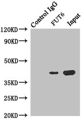 FUT6 Antibody - Immunoprecipitating FUT6 in Hela whole cell lysate Lane 1: Rabbit monoclonal IgG (1µg) instead of FUT6 Antibody in Hela whole cell lysate.For western blotting, a HRP-conjugated anti-rabbit IgG, specific to the non-reduced form of IgG was used as the Secondary antibody (1/50000) Lane 2: FUT6 Antibody (4µg) + Hela whole cell lysate (500µg) Lane 3: Hela whole cell lysate (20µg)